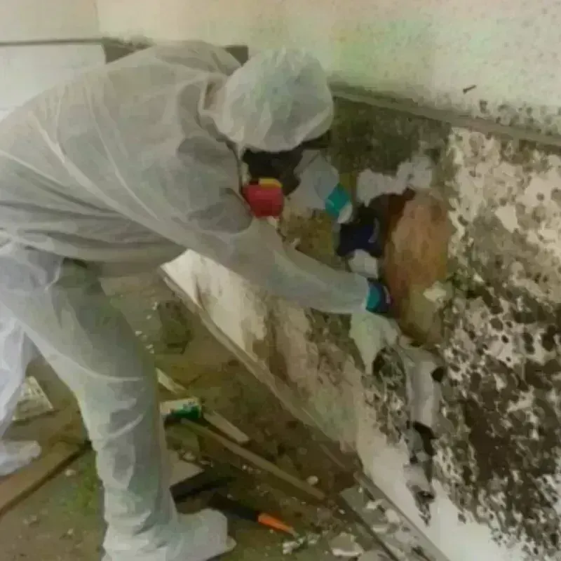 Mold Remediation and Removal in Jackson County, OR